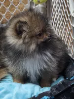 Akc champion pedigree buffy , a female Pomeranian for sale in Kendallville, IN – 5 of 8