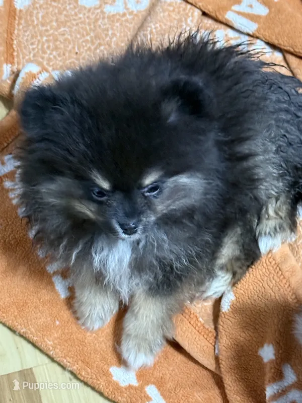 Akc Betty  – Pomeranian puppy for sale in Fort Wayne, IN