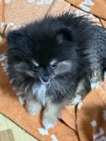 Akc Betty , a female Pomeranian for sale in Fort Wayne, IN – 1 of 4
