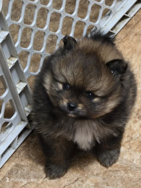 Akc champion pedigree dolly – Pomeranian puppy for sale in Fort Wayne, IN