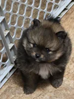 Akc champion pedigree dolly, a female Pomeranian for sale in Fort Wayne, IN – 1 of 3