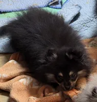 Akc champion pedigree maddy , a female Pomeranian for sale in Kendallville, IN – 4 of 4