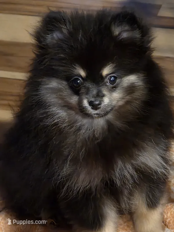 Akc champion pedigree bear – Pomeranian puppy for sale in Kendallville, IN