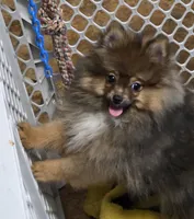 Alc champion pedigree willow, a female Pomeranian for sale in Kendallville, IN – 1 of 6