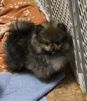 Akc champion pedigree buffy, a female Pomeranian for sale in Kendallville, IN – 2 of 4