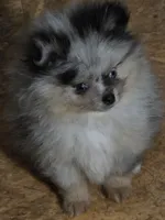Aca beautiful blue and tan boy harley, a male Pomeranian for sale in Kendallville, IN – 2 of 8