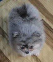 Akc champion pedigree Jenny, a female Pomeranian for sale in Fort Wayne, IN – 4 of 4