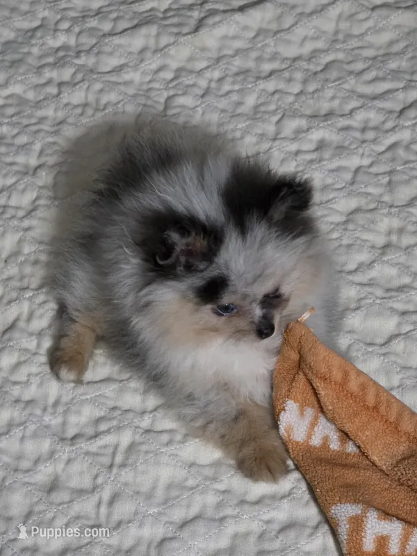 Aca tiny blue merle blue eyed harley – Pomeranian puppy for sale in Kendallville, IN