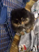 Akc champion pedigree blacky, a male Pomeranian for sale in Fort Wayne, IN – 4 of 5