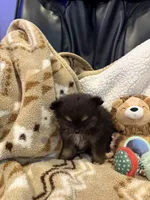 Suzy, a female Pomeranian for sale in Fort Wayne, IN – 3 of 3