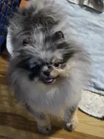 Akc grand champion pedigree molly , a female Pomeranian for sale in Fort Wayne, IN – 5 of 10
