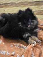 Akc champion pedigree bear, a male Pomeranian for sale in Kendallville, IN – 1 of 5
