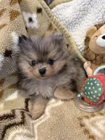 Denny, a male Pomeranian for sale in Fort Wayne, IN – 2 of 3