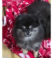 Akc champion pedigree maci, a female Pomeranian for sale in Kendallville, IN – 2 of 3