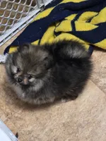 Akc champion pedigree Buffy , a female Pomeranian for sale in Kendallville, IN – 3 of 6