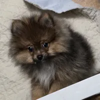Akc champion pedigree minnie , a female Pomeranian for sale in Kendallville, IN – 6 of 6