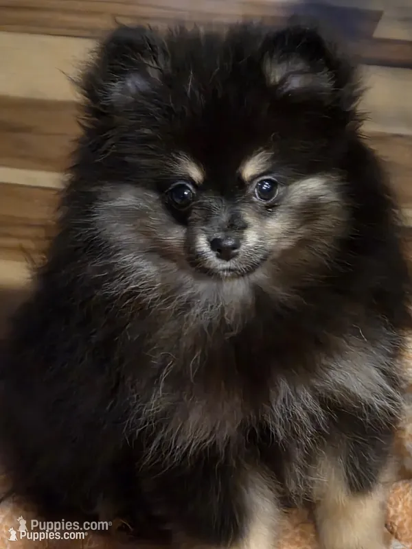 Akc champion pedigree bear – Pomeranian puppy for sale in Kendallville, IN