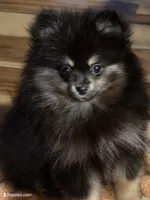 Akc champion pedigree bear, a male Pomeranian for sale in Kendallville, IN – 1 of 5