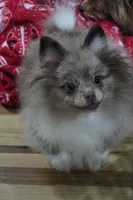 Ckc champion pedigree toby, a male Pomeranian for sale in Fort Wayne, IN – 3 of 7