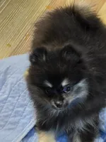 Akc grand champion pedigree macy, a female Pomeranian for sale in Kendallville, IN – 2 of 5