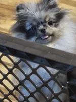Akc grand champion pedigree molly , a female Pomeranian for sale in Fort Wayne, IN – 4 of 10