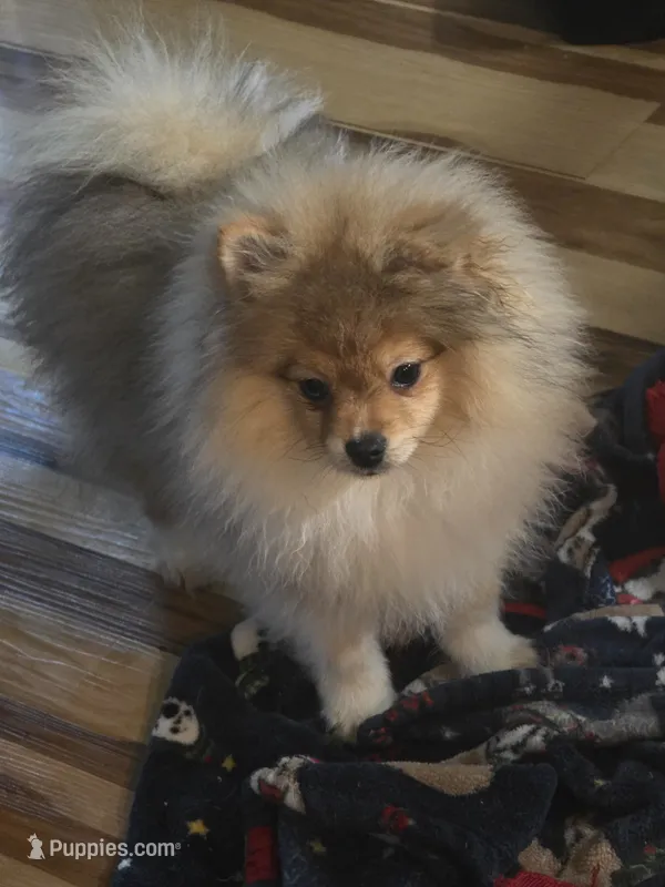 Ckc champion pedigree toby – Pomeranian puppy for sale in Fort Wayne, IN