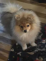 Ckc champion pedigree toby, a male Pomeranian for sale in Fort Wayne, IN – 1 of 5