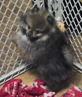 Akc grand champion pedigree buffy , a female Pomeranian for sale in Kendallville, IN – 2 of 4