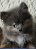 Aca beautiful blue and tan boy duffy, a male Pomeranian for sale in Kendallville, IN – 5 of 5