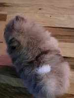 Ckc chocolate merle Marley , a male Pomeranian for sale in Fort Wayne, IN – 3 of 7
