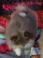Ckc chocolate merle Marley , a male Pomeranian for sale in Fort Wayne, IN – 6 of 7