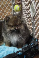Akc champion pedigree buffy , a female Pomeranian for sale in Kendallville, IN – 8 of 8