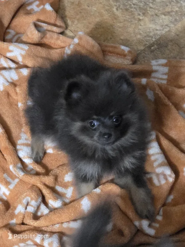 Aca champion pedigree duffy – Pomeranian puppy for sale in Kendallville, IN