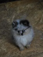 Aca beautiful blue and tan boy harley, a male Pomeranian for sale in Kendallville, IN – 8 of 8