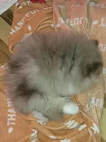 Ckc chocolate merle Marley , a male Pomeranian for sale in Fort Wayne, IN – 3 of 9