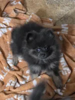 Aca beautiful blue and tan tiny sammy, a female Pomeranian for sale in Kendallville, IN – 3 of 4