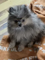 Akc grand champion pedigree Jenny , a female Pomeranian for sale in Kendallville, IN – 3 of 6