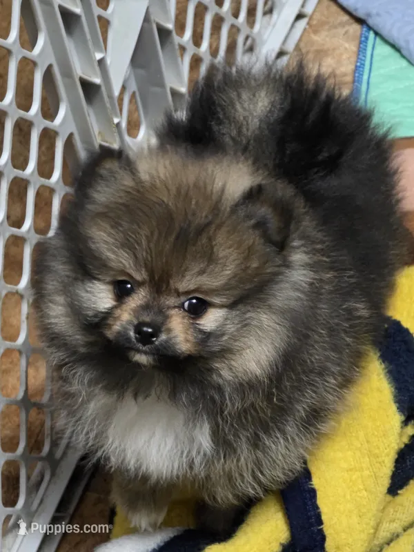 Akc champion pedigree Buffy  – Pomeranian puppy for sale in Kendallville, IN