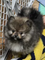 Akc champion pedigree Buffy , a female Pomeranian for sale in Kendallville, IN – 1 of 6
