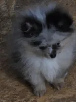 Aca beautiful blue and tan boy harley, a male Pomeranian for sale in Kendallville, IN – 5 of 8
