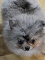 Akc champion pedigree Jenny, a female Pomeranian for sale in Fort Wayne, IN – 3 of 4