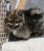 Akc champion pedigree buffy , a female Pomeranian for sale in Kendallville, IN – 5 of 5
