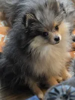 Akc champion pedigree tanner, a male Pomeranian for sale in Kendallville, IN – 4 of 7