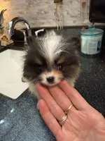 Pebbles, a female Pomeranian for sale in Fort Wayne, IN – 2 of 3