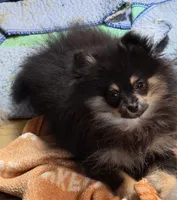 Akc champion pedigree macy, a female Pomeranian for sale in Kendallville, IN – 4 of 4