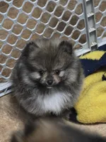 Akc champion pedigree Buffy , a female Pomeranian for sale in Kendallville, IN – 6 of 6