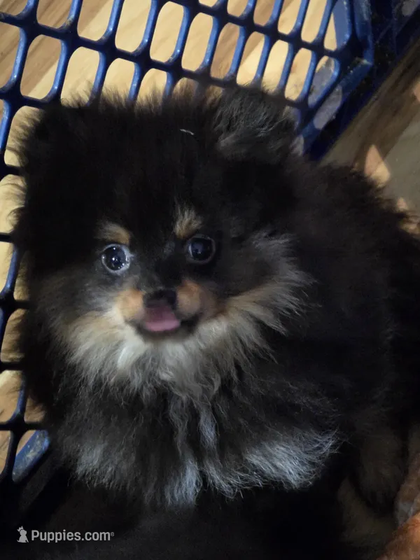 Akc champion pedigree bo – Pomeranian puppy for sale in Kendallville, IN