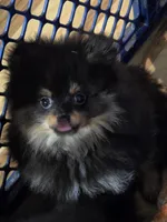 Akc champion pedigree bo, a male Pomeranian for sale in Kendallville, IN – 1 of 5