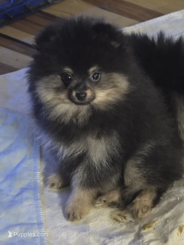 Akc champion pedigree blacky  – Pomeranian puppy for sale in Kendallville, IN