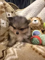 Buddy, a male Pomeranian for sale in Fort Wayne, IN – 2 of 3